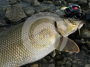 Baitcasting fishing on river with lure