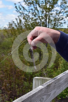 Baiting a fishing hook with a minnow