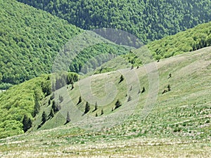 Baiului Mountains
