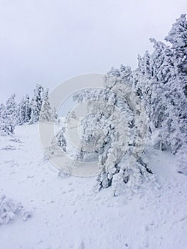 Baiului peak in a winter day