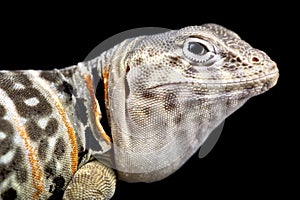 Baja Black-collared Lizard (Crotaphytus vestigium)