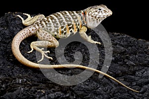 Baja Black-collared Lizard (Crotaphytus vestigium)