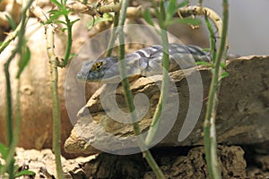 Baja blue rock lizard