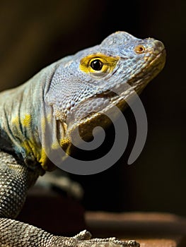 Baja Blue Rock Lizard