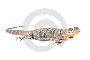 Baja blue rock lizard