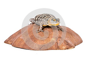 Baja blue rock lizard