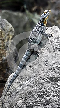 Baja blue rock lizard 1