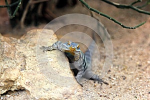 Baja Blue Rock Lizard