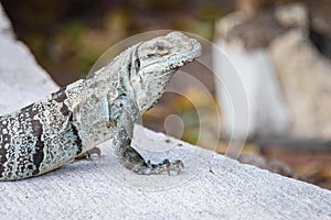 Baja blue rock lizard, Petrosaurus thalassinus, basking in the sun.