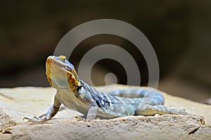 Baja blue rock lizard, Petrosaurus thalassinus, sitting on the stone in the nature habit. Reptile in the rock mountain habitat,