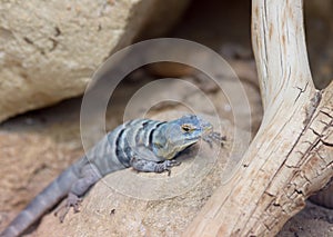 Baja blue rock lizard