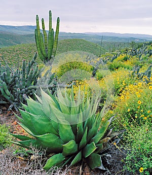 Baja Cactus photo