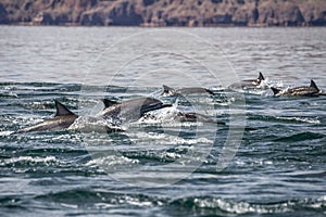Baja california dolphins swimming in the blue sea Loreto Bay