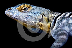 Baja California Rock Lizard  Petrosaurus thalassinus photo