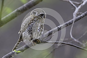 Baja/Cape Pygmy-Owl, Glaucidium gnoma hoskinsii