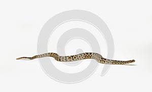 Baja Rattlesnake Crotalus enyo, on white background