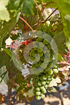 Baja wine grapes