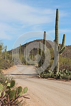 Bajada Loop Drive lined with Saguaro and Prickly Pear Cacti and creosote bushes in Saguaro National park photo