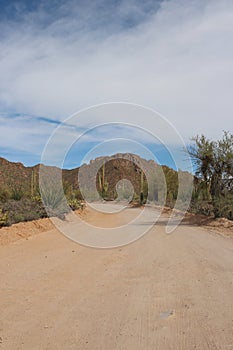 Bajada Loop Drive, a sandy road through the desert of Saguaro National Park West, Arizona