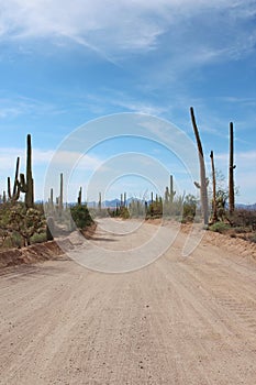 Bajada Loop Drive, a sandy road through the desert of Saguaro National Park West lined by various cacti and vegetation photo