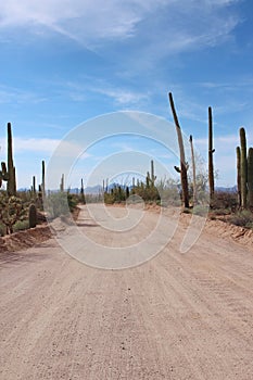 Bajada Loop Drive, a sandy road through the desert of Saguaro National Park West in Tucson, Arizona