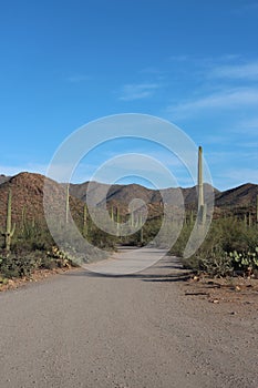 Bajada Loop Drive, a scenic road going through a desert landscape with a variety of cacti and mountains in the distance photo