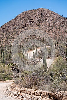 Bajada Loop Drive, a winding unpaved road is a scenic drive in Saguaro National Park in Arizona