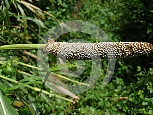 This is a bajara crop