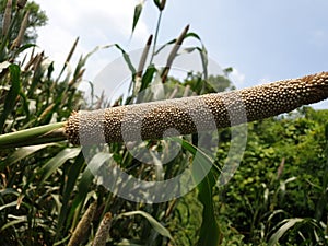 This is a bajara crop