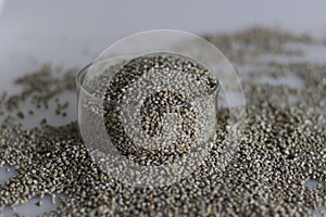 Bajra or pearl millet, a Pennisetum glaucum crop spread on the white table top