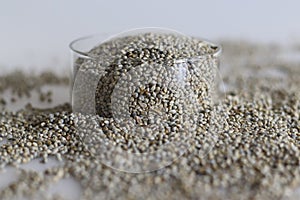 Bajra or pearl millet, a Pennisetum glaucum crop spread on the white table top