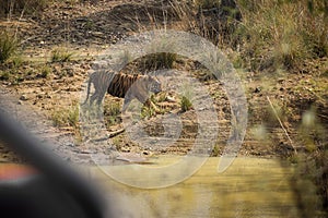 Bajrang male tiger walking alongside small water body at a long distnace in Tadoba National Park