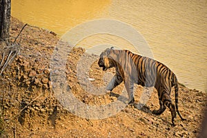 Bajrang male tiger walking alongside small water body in Tadoba National Park