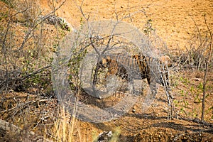 Bajrang male tiger walking inside bushes on a Hot sunny day in Tadoba National Park