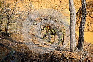 Bajrang male tiger walking towards bushes in Tadoba National Park