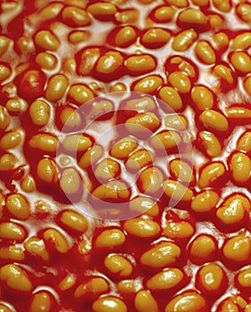 Baked beans in tomato sauce photo