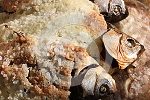 Baked fish in salt crust photo