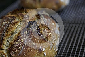 Baked loaf of artisanal whole wheat and dark rye rustic sourdough bread on a cooling rack, baked at home, photo series