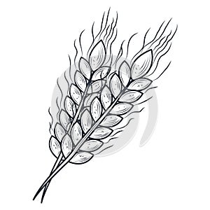 Baked wheat spikes icon sketch isolated on white