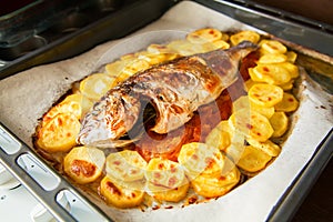 Baked whole fish dorada with potato