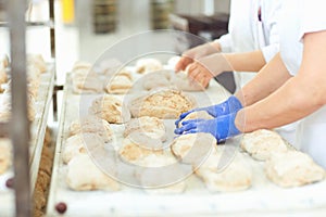 Baker`s hands preparing the dough for baking bread . photo