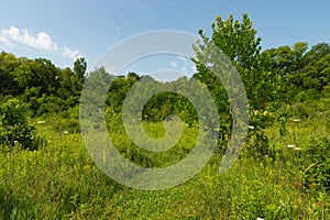 Baker Woods Forest Preserve