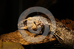 Bakers spinytail iguana, only species of iguana and one of only two species of lizard to exclusively inhabit brackish mangrove