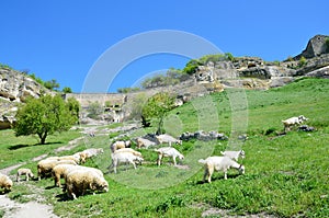 Bakhchisaray, herd of goats and sheeps grazing in the beam Maryam-Dere in sunny spring day in front of the cave town Chufut-Kale.