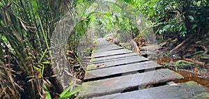 The Bako National Park of Sarawak, Borneo Island, Malaysia