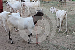 Bakra Mandi, Goat or Bull market, Animal Market Local animals