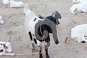 Bakra Mandi, Goat or Bull market, Animal Market Local animals