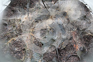 Bakteria Background background abstract illustration