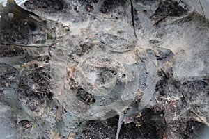 Bakteria Background background abstract illustration