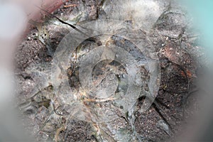 Bakteria Background background abstract illustration